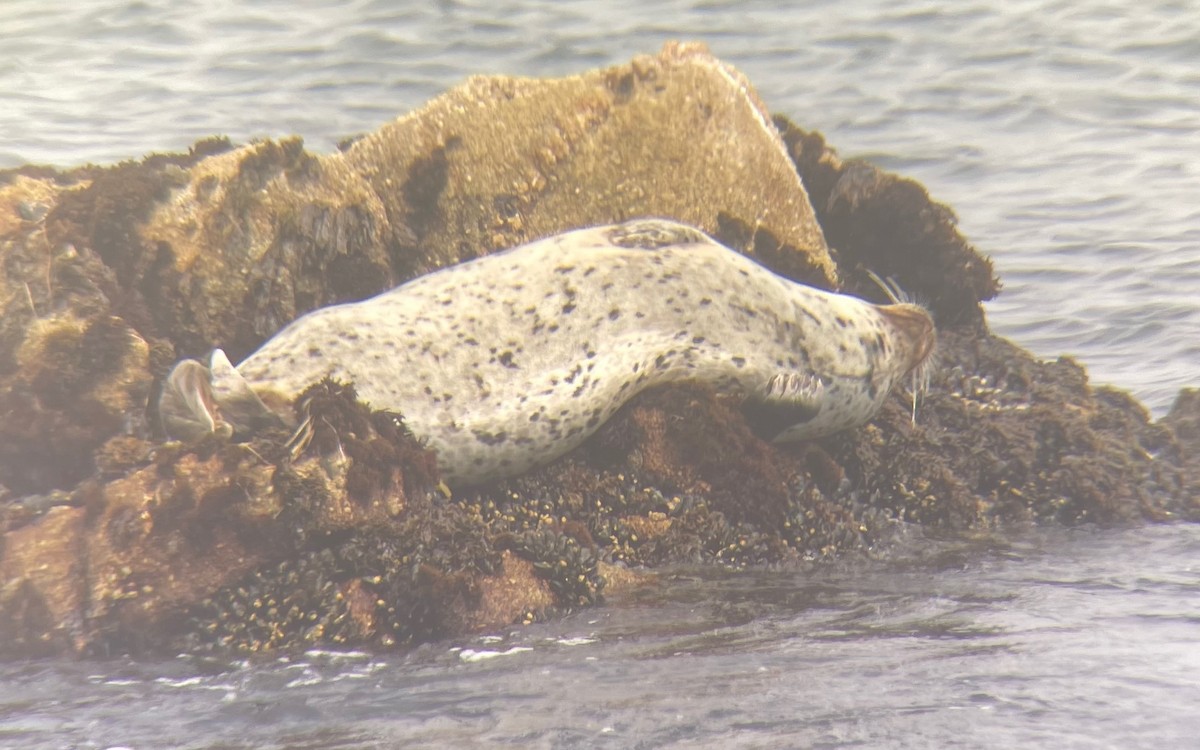 Harbor Seal - ML641989390