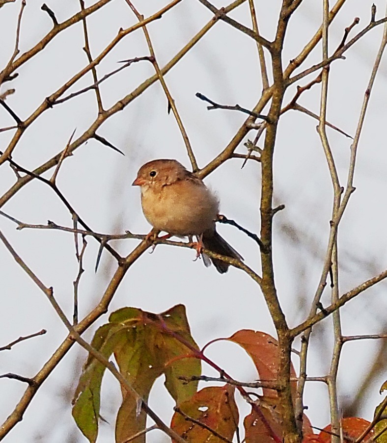 Field Sparrow - ML641989394