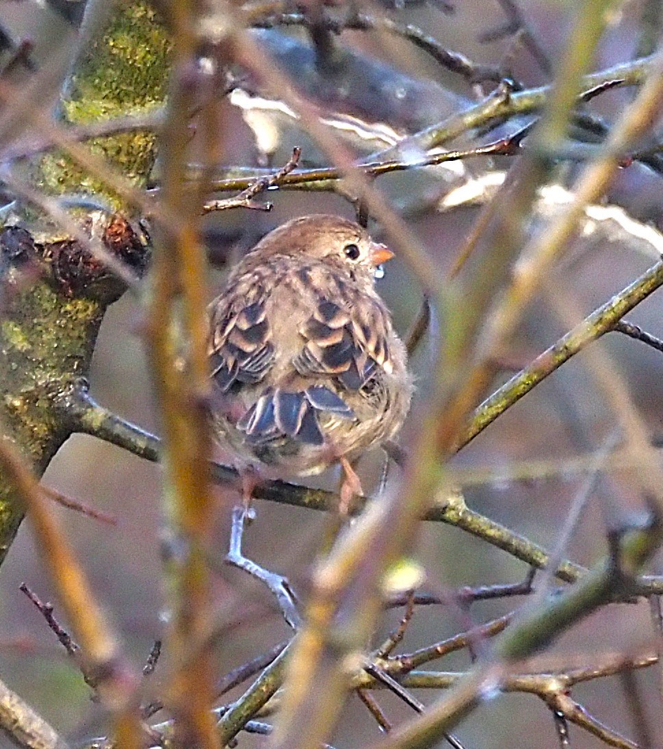 Field Sparrow - ML641989395