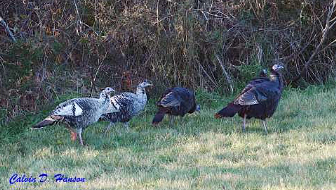 Wild Turkey - ML641989446