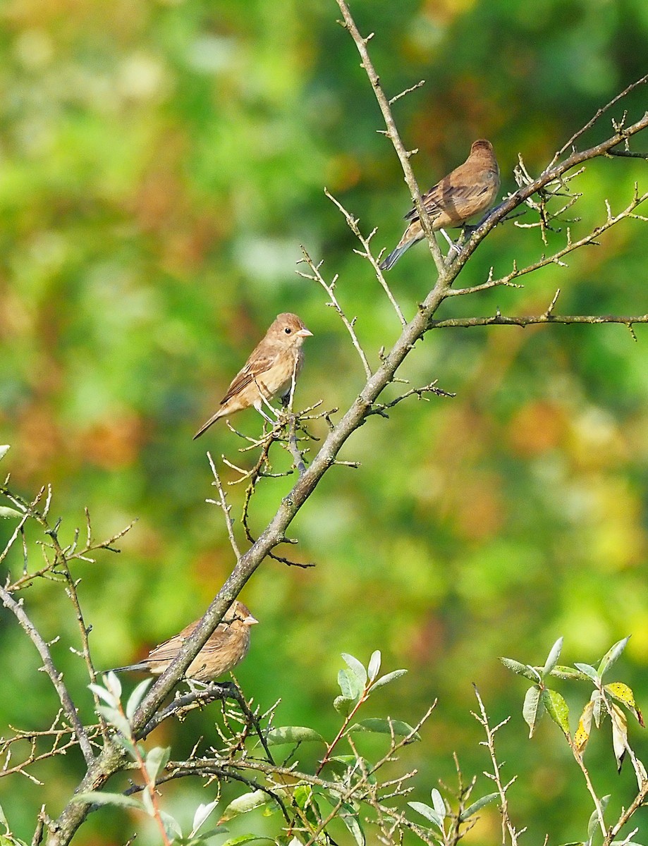 Indigo Bunting - ML641989450