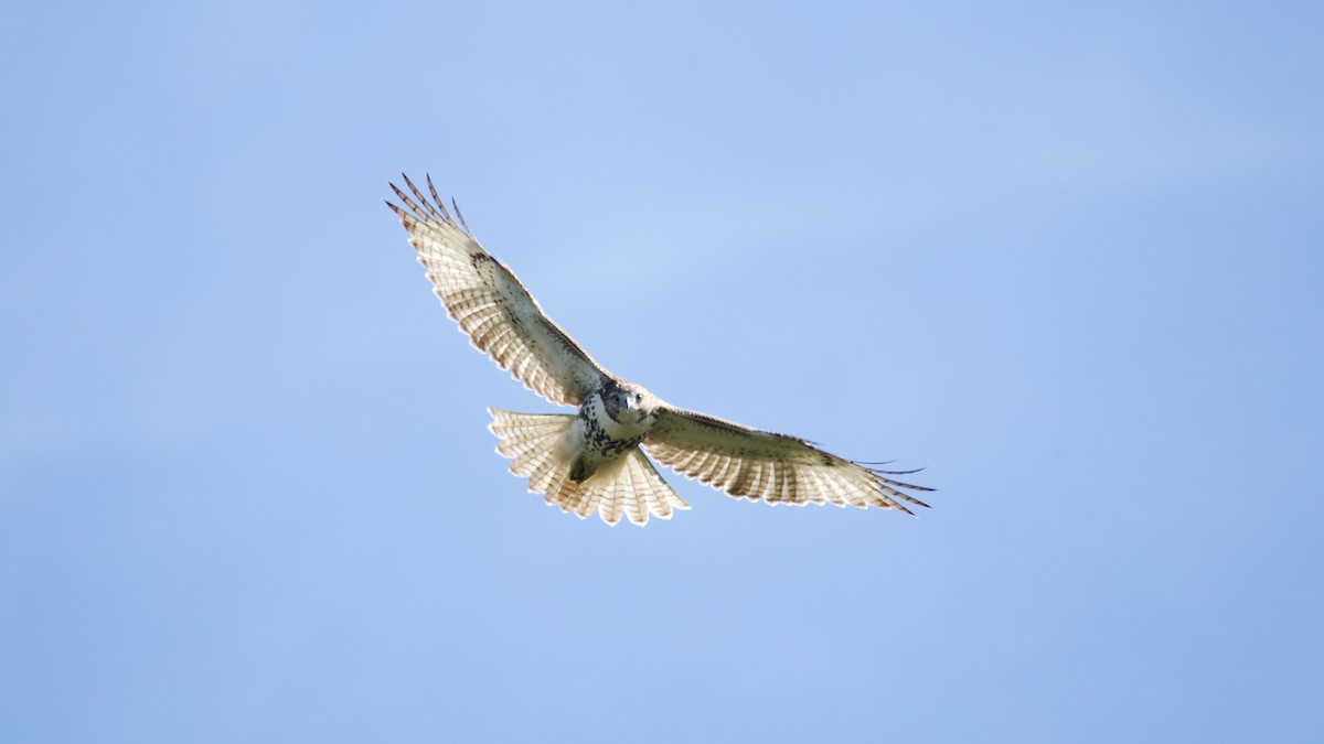 Red-tailed Hawk - ML641989453
