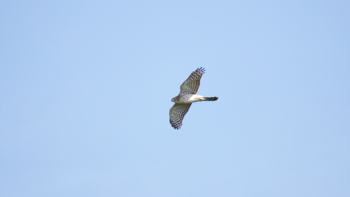 Cooper's Hawk - ML641989467