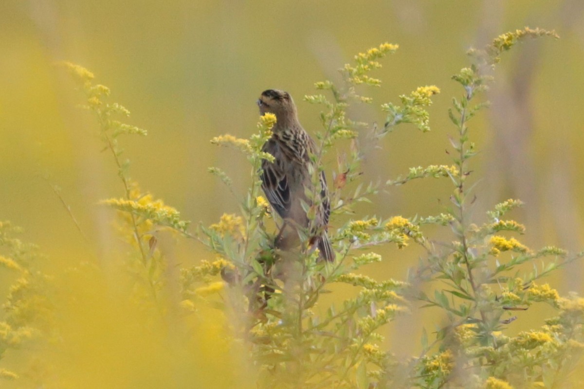 bobolink - ML641989481