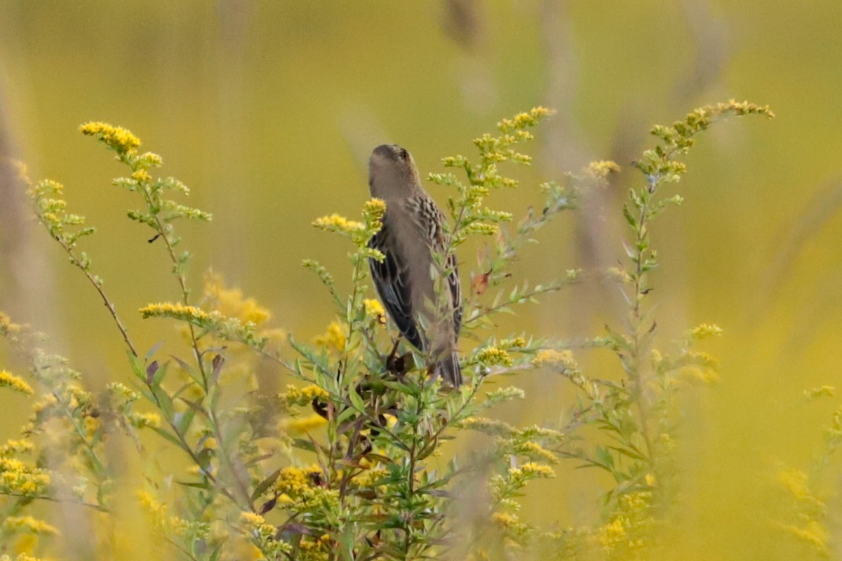 bobolink - ML641989482