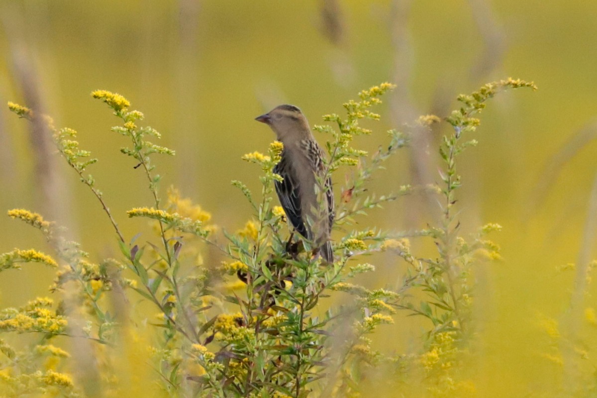 bobolink - ML641989483