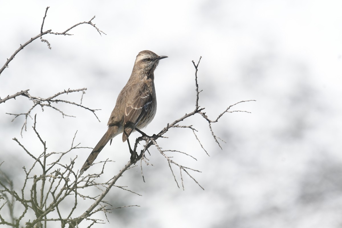 chilespottefugl - ML641989502