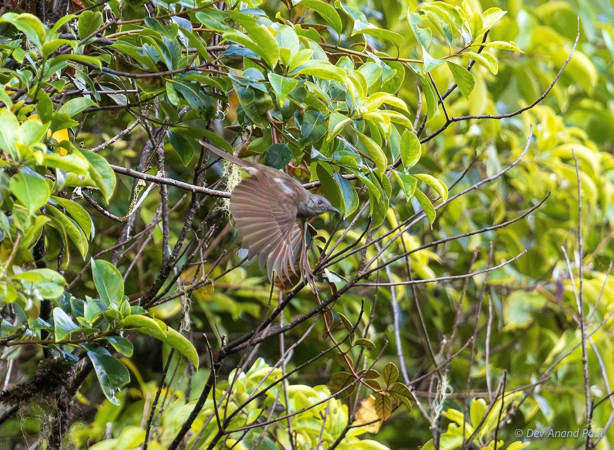 Rufous-sided Honeyeater - ML641989516