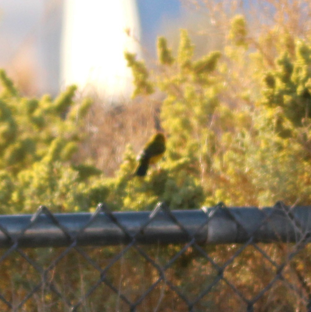 kalottparula - ML641989521