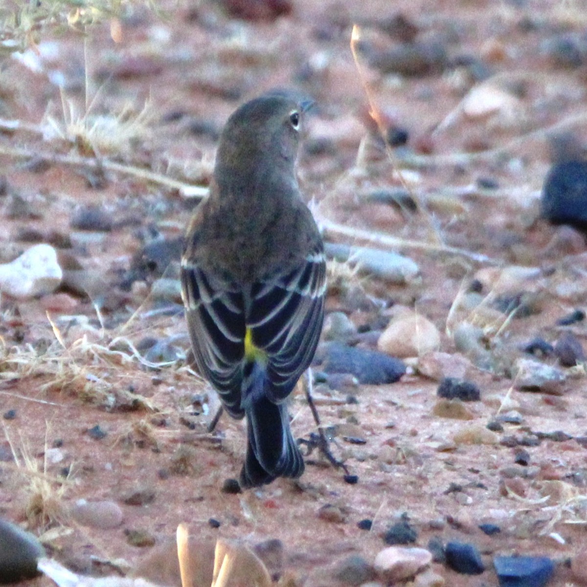 myrteparula - ML641989523