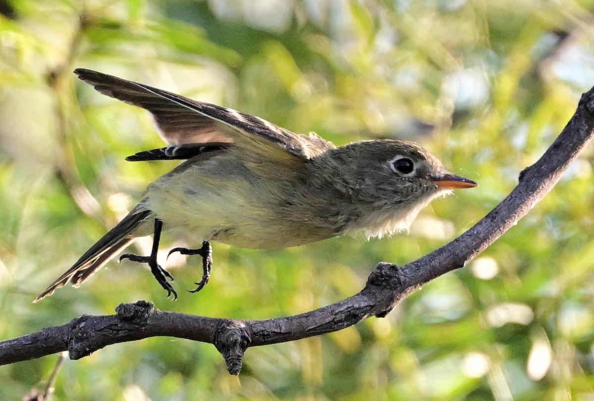 Least Flycatcher - ML641989530