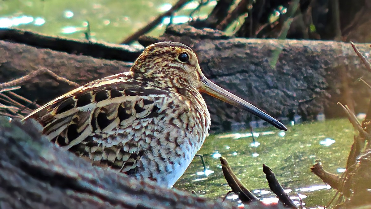 Latham's Snipe - ML641989536