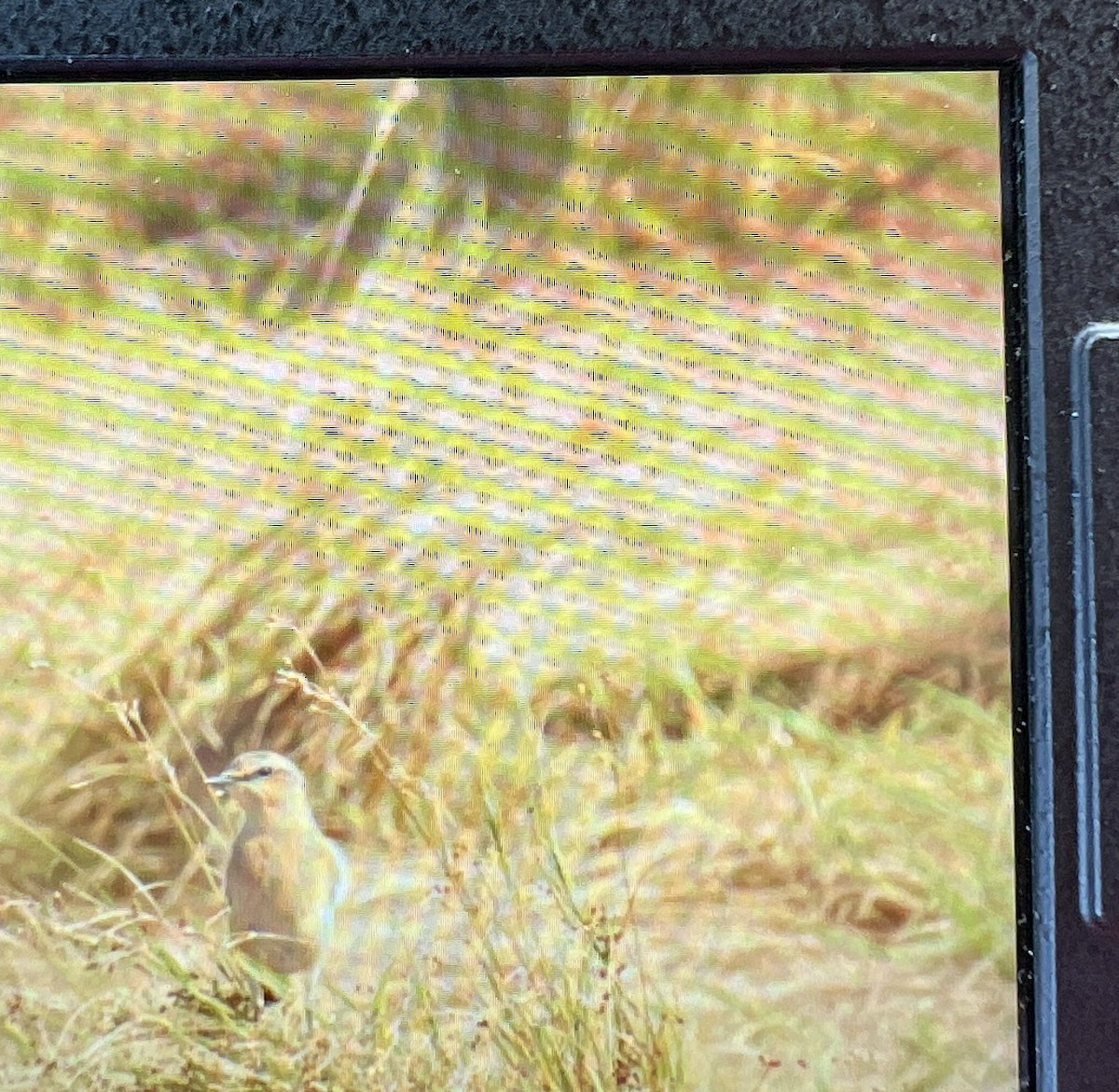 Northern Wheatear - ML641989537