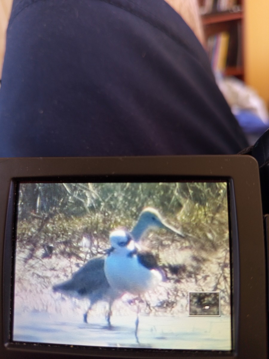 Willet - ML641989546