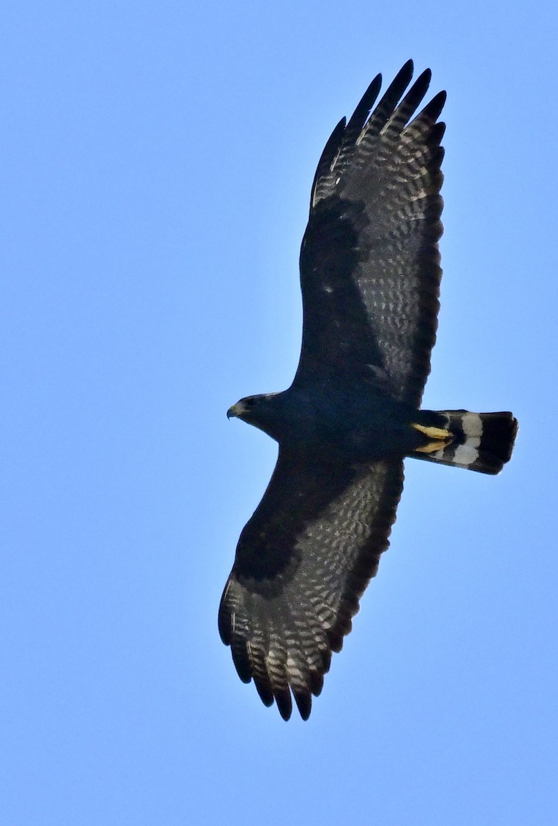 Zone-tailed Hawk - ML641989547