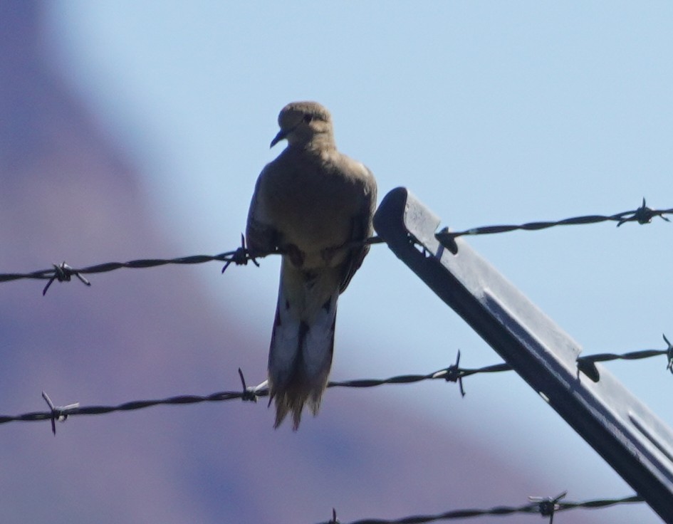 Mourning Dove - ML641989552