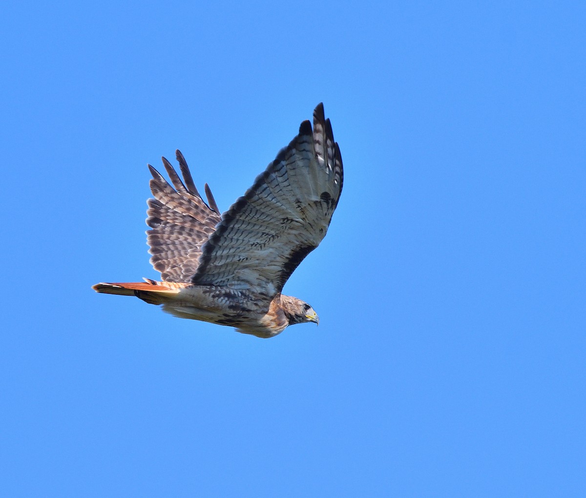 Red-tailed Hawk - ML641989560