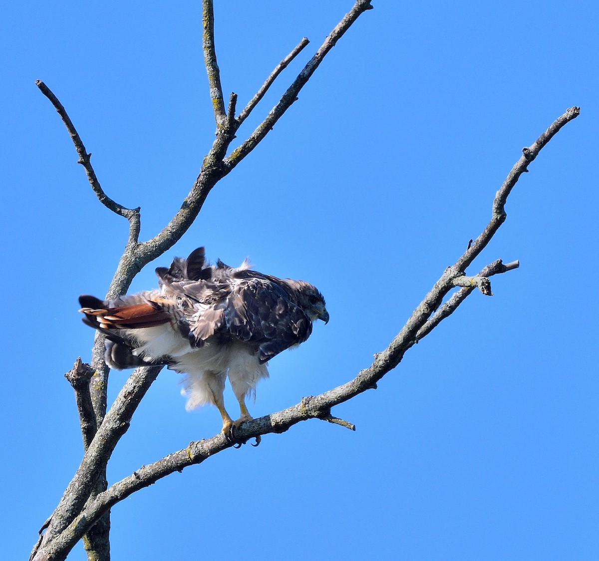 Red-tailed Hawk - ML641989561