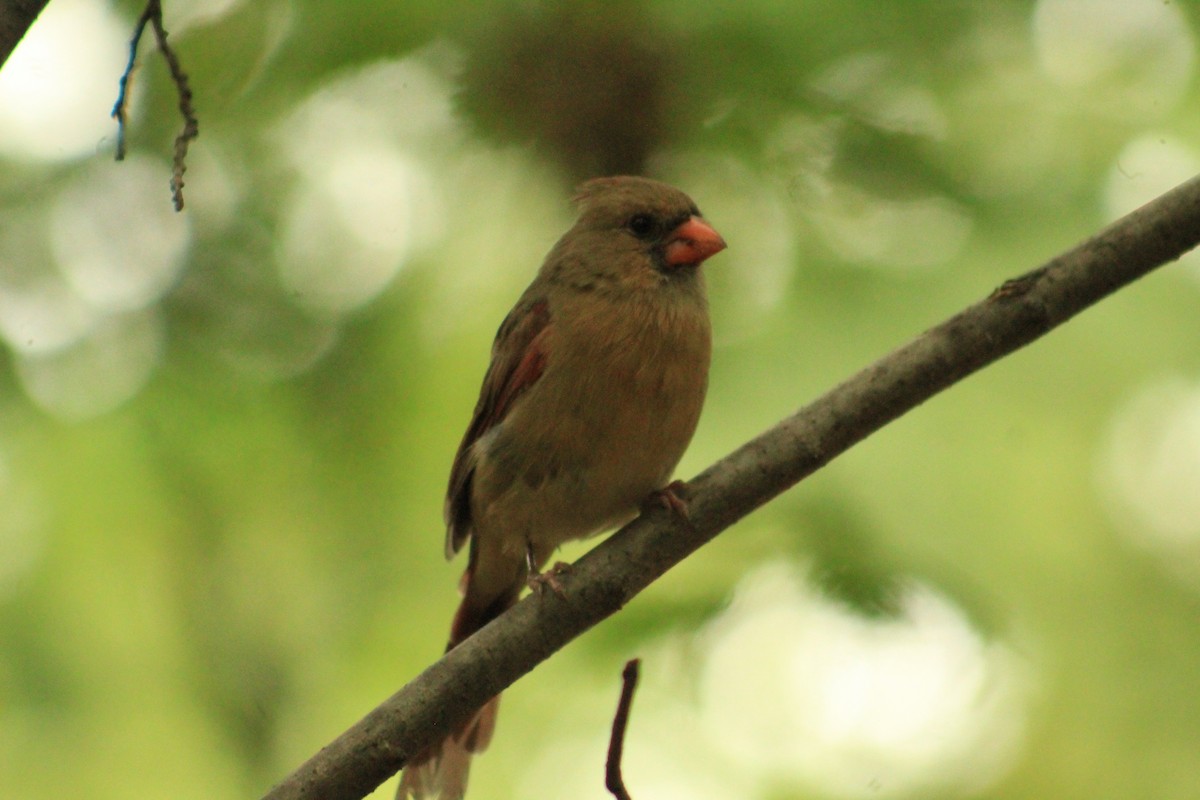 Northern Cardinal - ML641989571