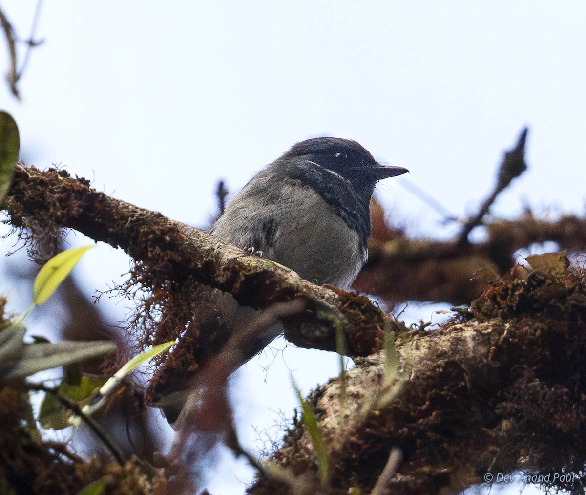 Black-throated Robin - ML641989587