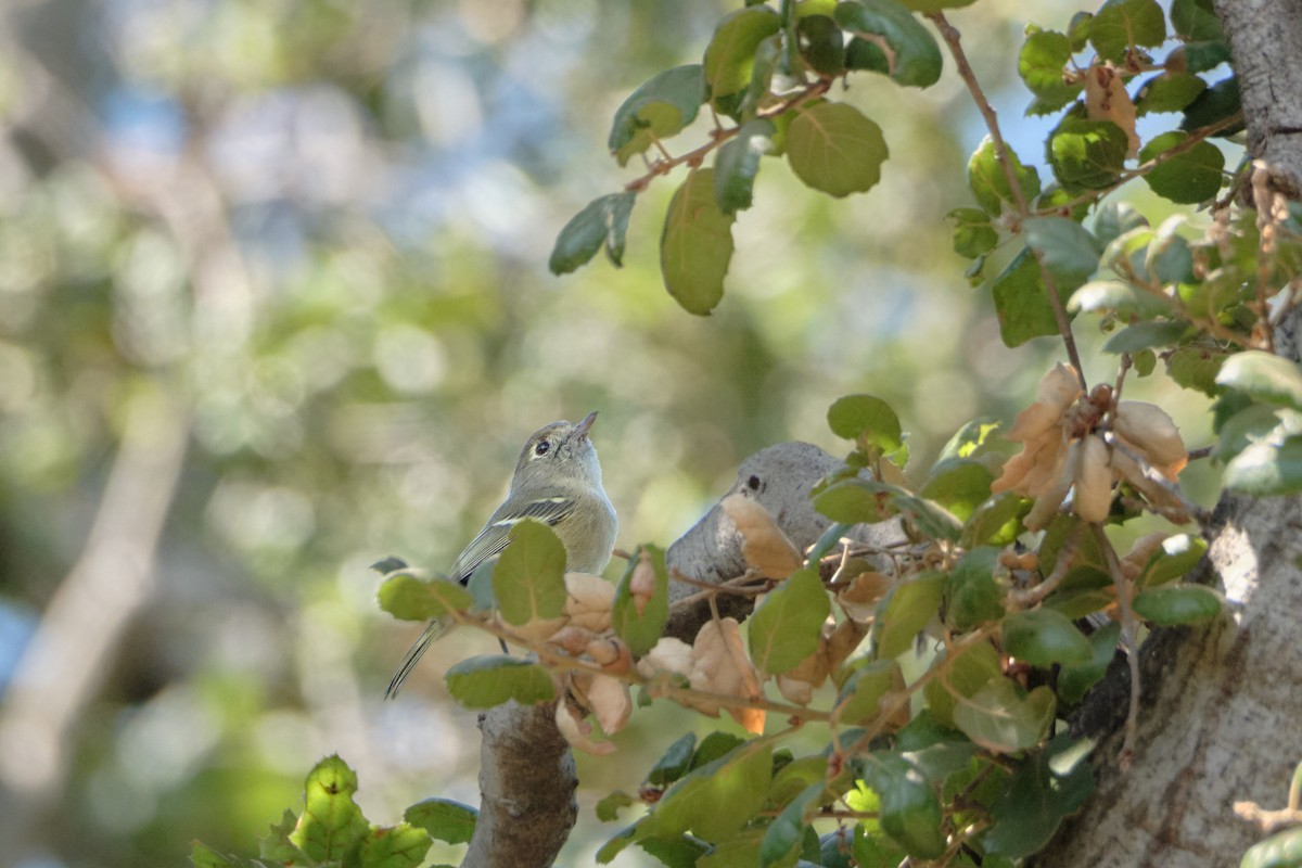 Hutton's Vireo - ML641989599