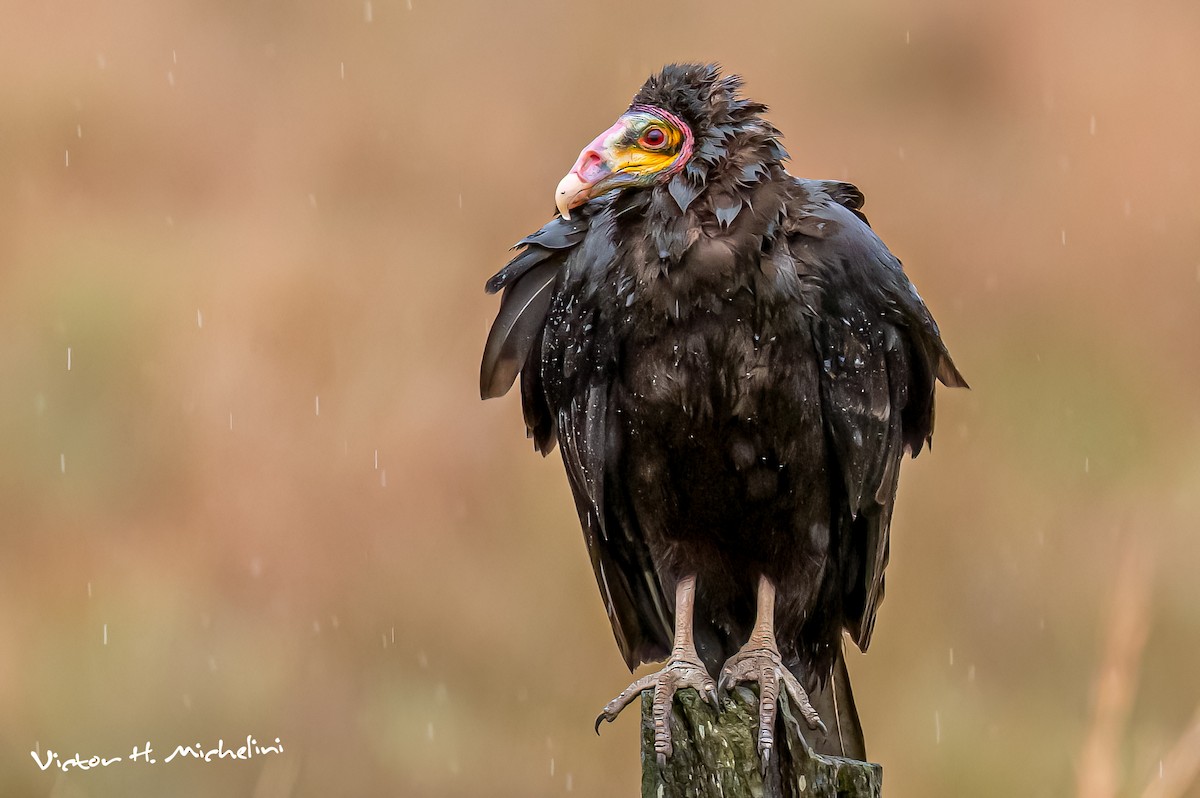 Lesser Yellow-headed Vulture - ML641989611