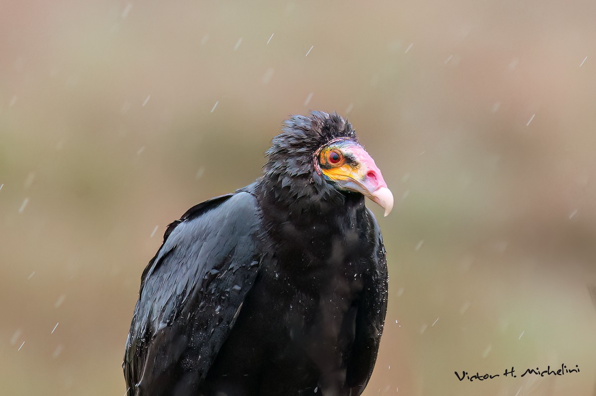 Lesser Yellow-headed Vulture - ML641989615