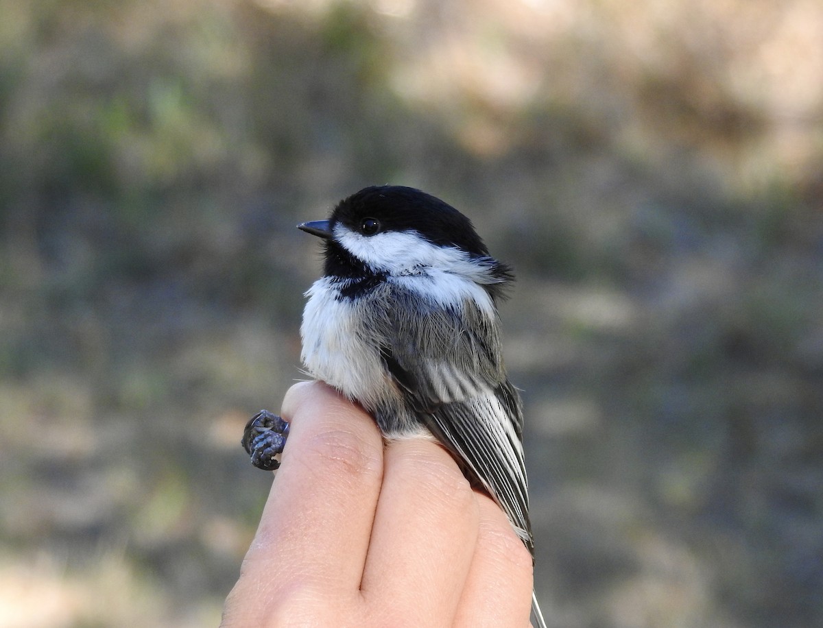 Black-capped Chickadee - ML641989619