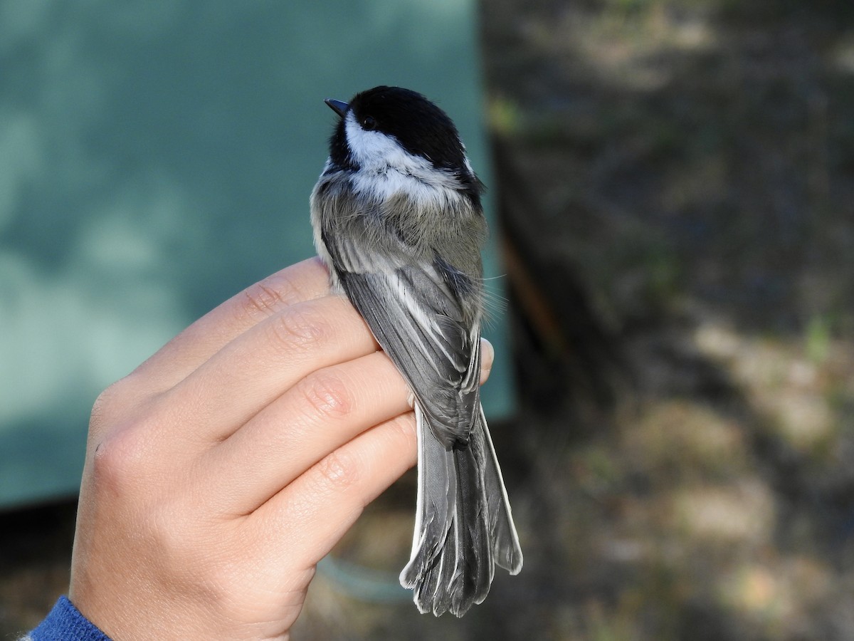 Black-capped Chickadee - ML641989621