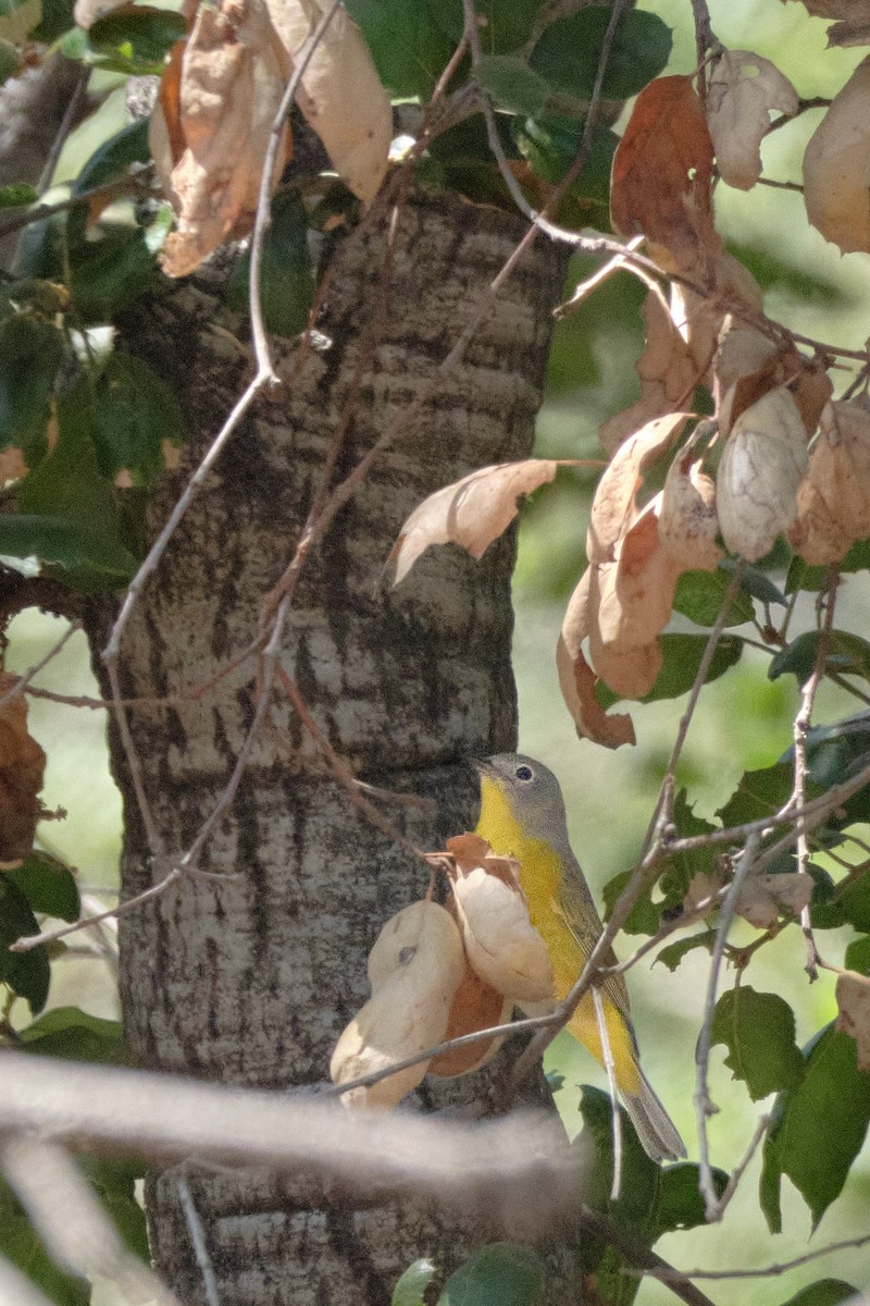 Nashville Warbler - ML641989627