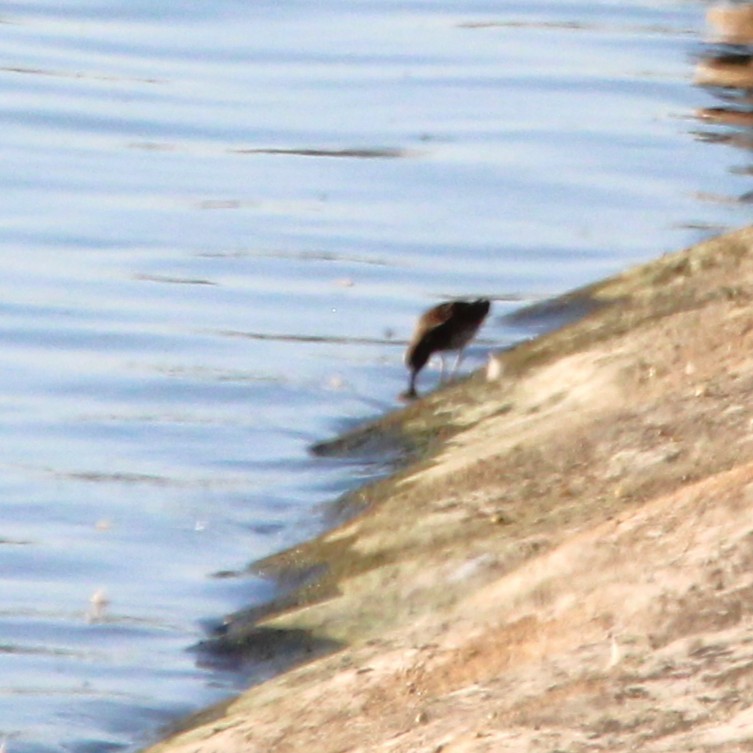 pygmésnipe - ML641989628