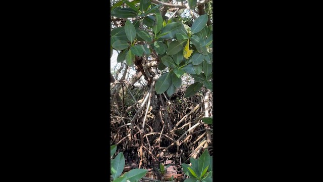 White Ibis - ML641989637