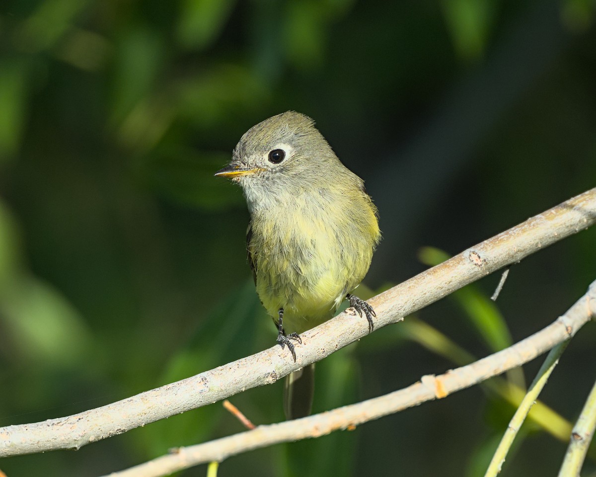 Hammond's Flycatcher - ML641989663