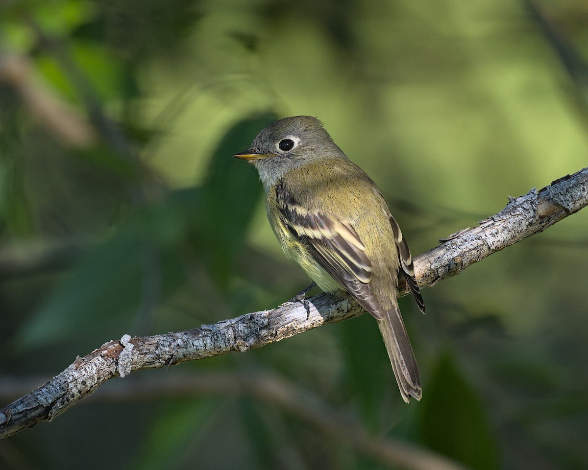 Hammond's Flycatcher - ML641989664