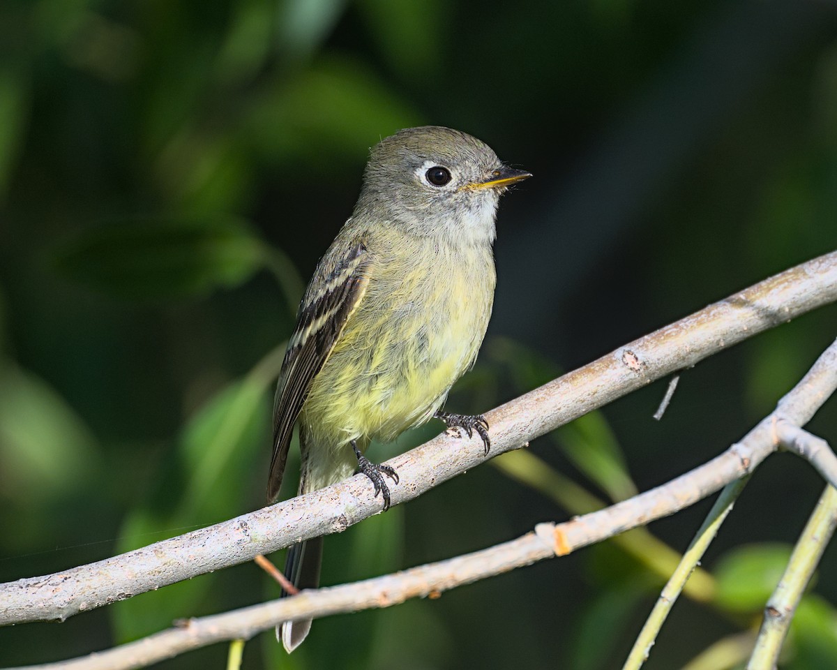 Hammond's Flycatcher - ML641989666