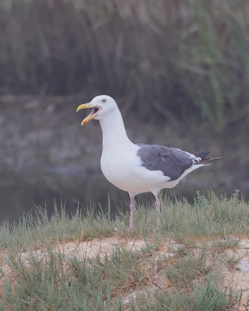 Western Gull - ML641989682