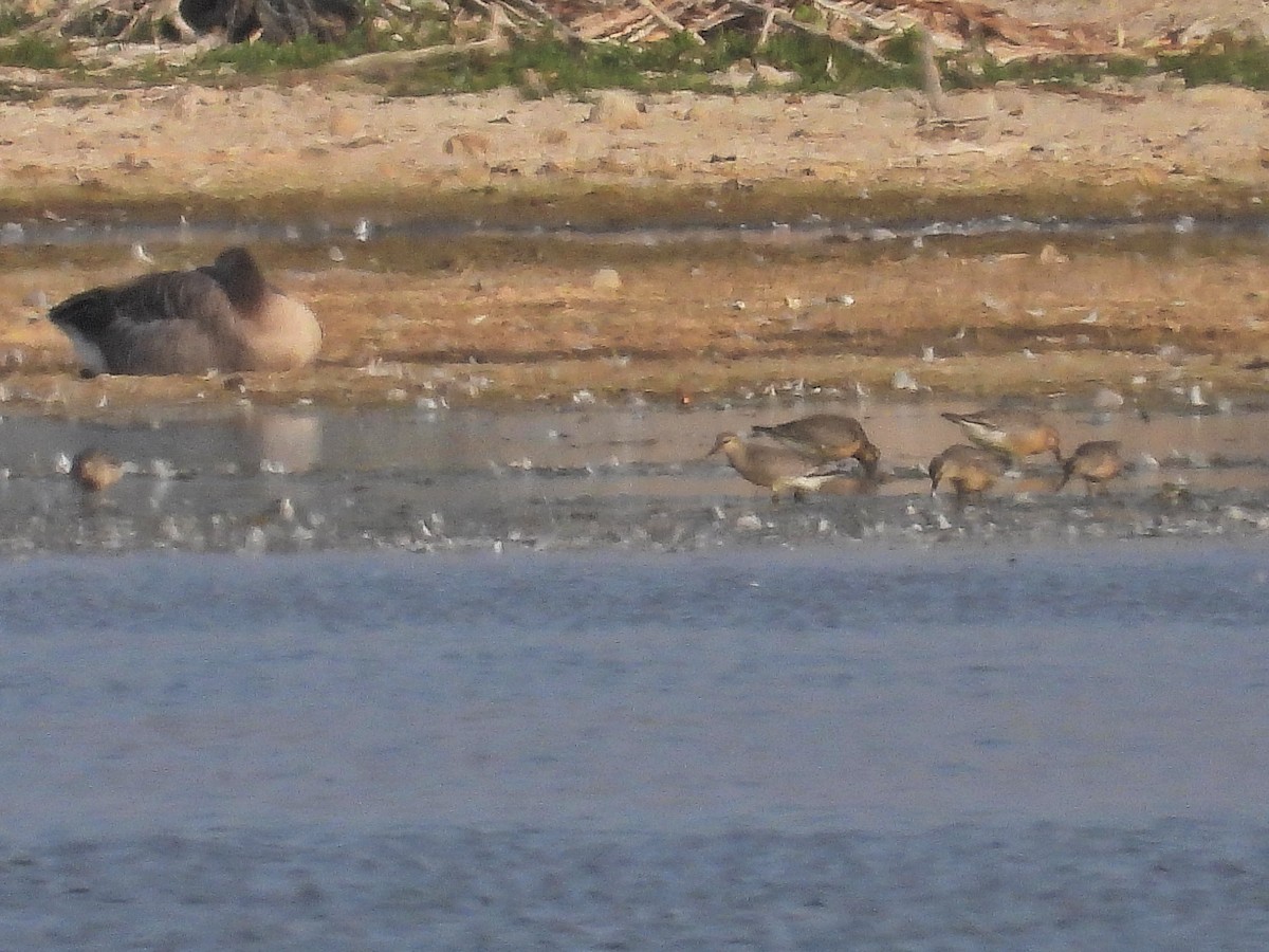 Red Knot - ML641989699