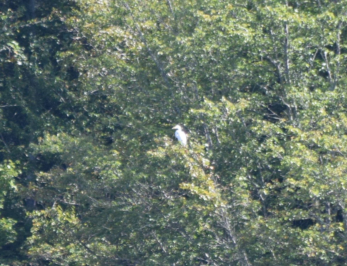 Silberreiher - ML641989745