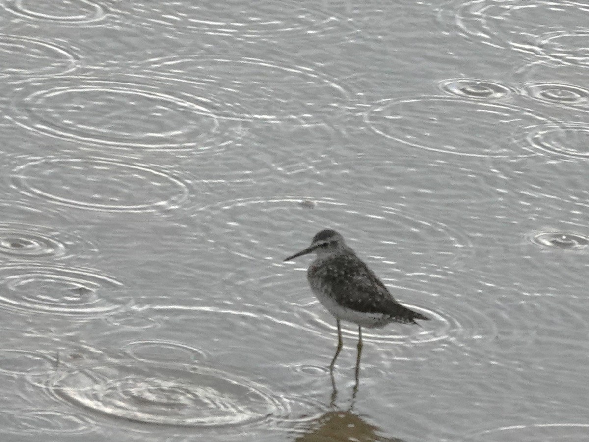 Bruchwasserläufer - ML641989759