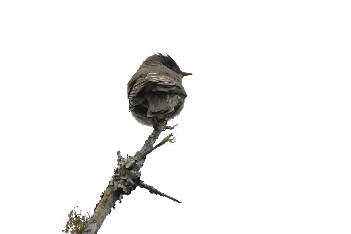 Southern Tropical Pewee - ML641989772