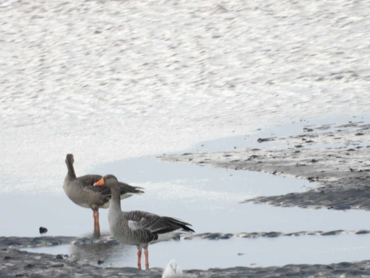 Graylag Goose - ML641989777