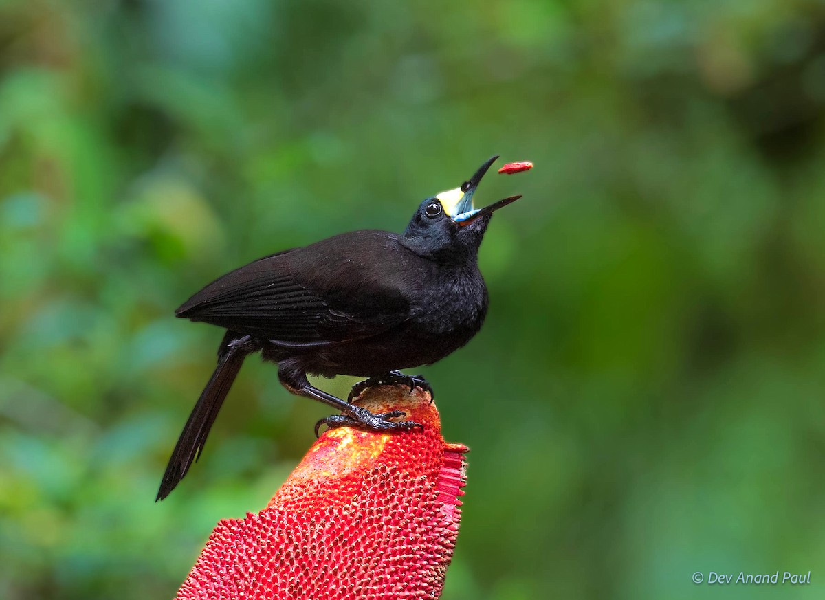 Long-tailed Paradigalla - ML641989794