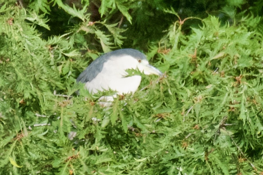 Black-crowned Night Heron - ML641989807