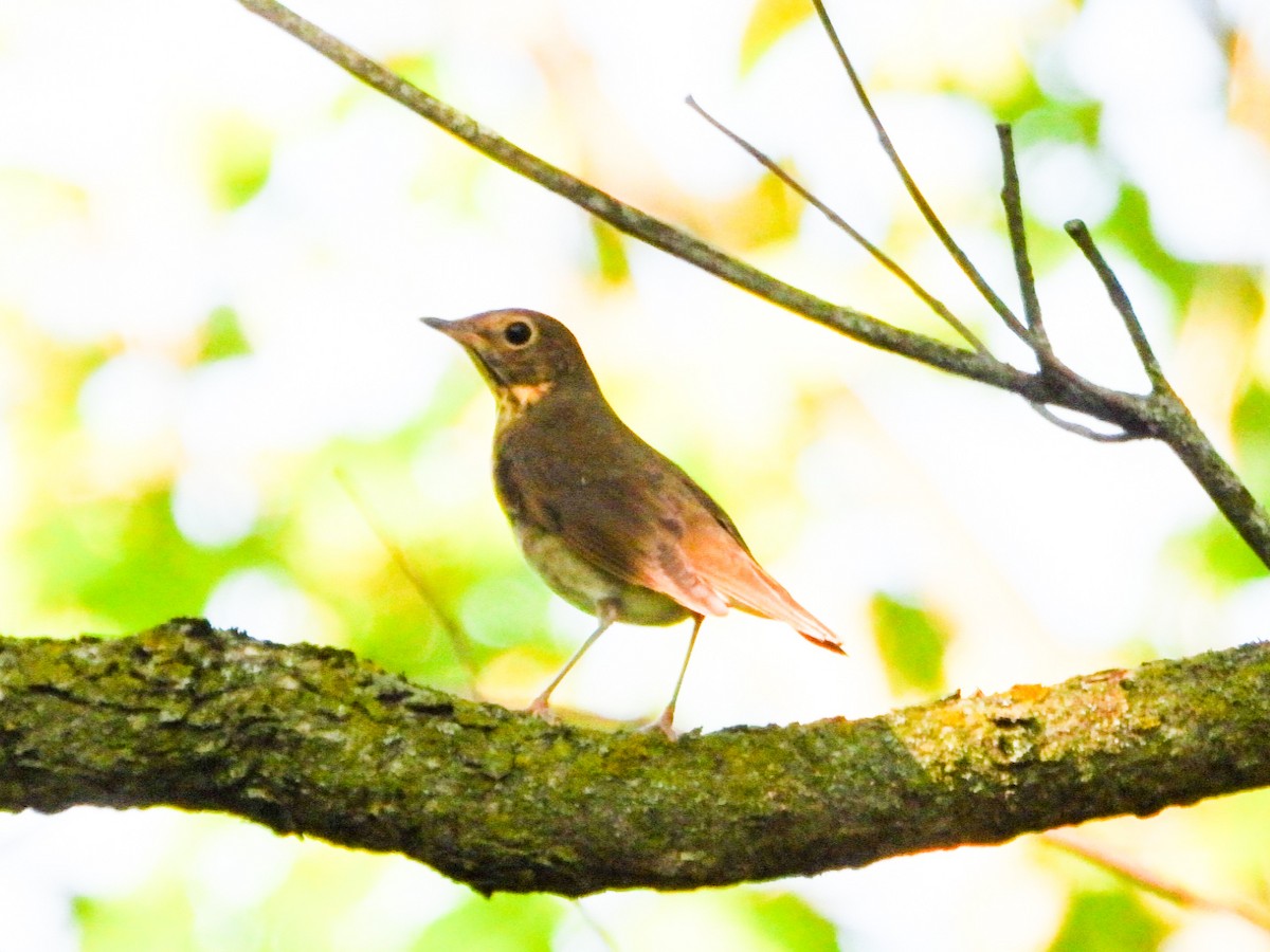 Swainson's Thrush - ML641989808