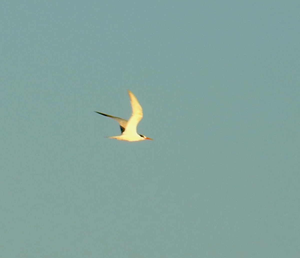 Elegant Tern - ML641989819