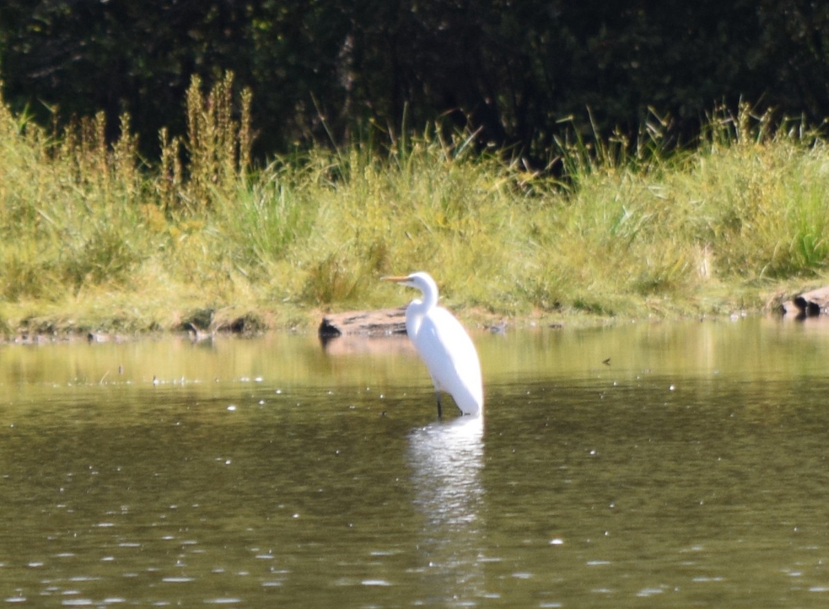 Great Egret - ML641989822