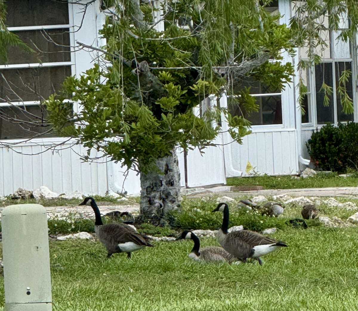 Canada Goose - ML641989824