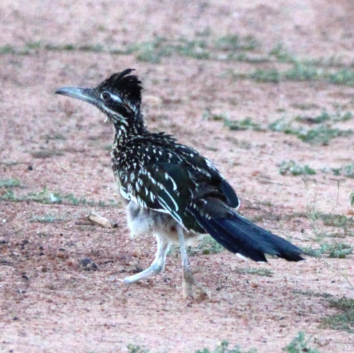 Greater Roadrunner - ML641989826