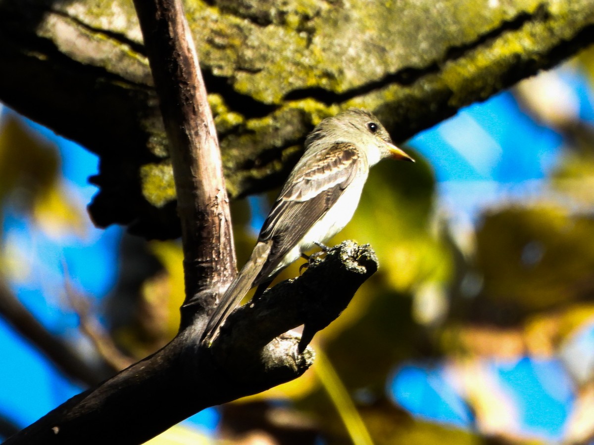 Eastern Wood-Pewee - ML641989827