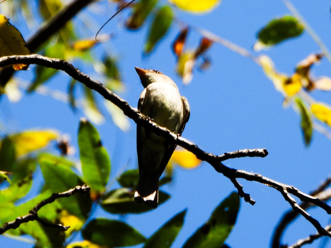 Eastern Wood-Pewee - ML641989828